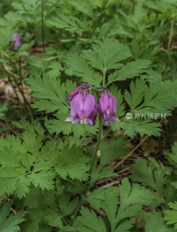 福尔摩沙(Dicentra formosa)，西出血心，或太平洋出血心是一种开花植物在罂粟科(罂粟科)。位于加州内华达山脉的约塞米蒂国家公园。